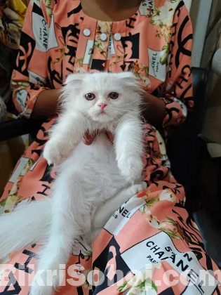 Persian Cat